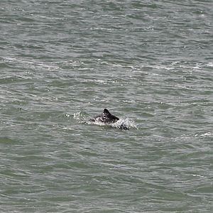 Harbour porpoise