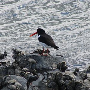 Oystercatcher