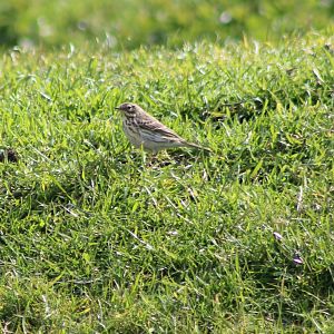 Meadow Pipit