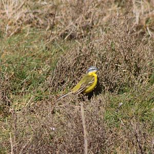 Yellow wagtail
