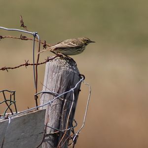 Meadow pipit