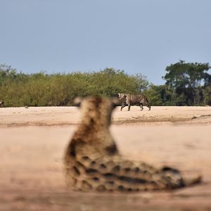 Jaguar (Panthera onca)