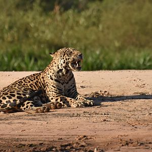 Jaguar (Panthera onca)