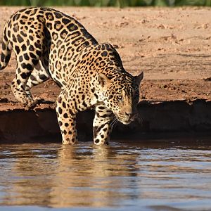 Jaguar (Panthera onca)