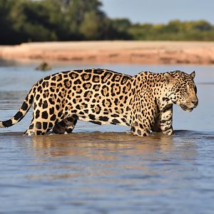 Jaguar (Panthera onca)