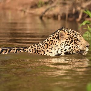 Jaguar (Panthera onca)