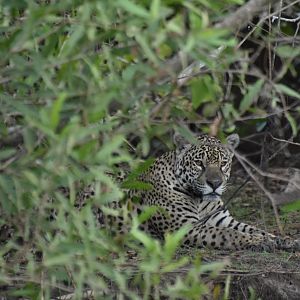 Jaguar (Panthera onca)