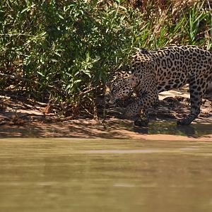 Jaguar (Panthera onca)