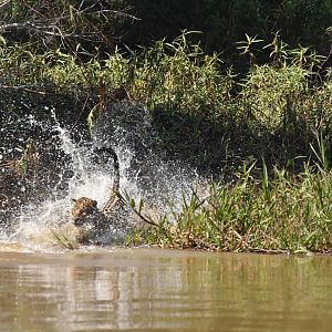 Jaguar (Panthera onca)