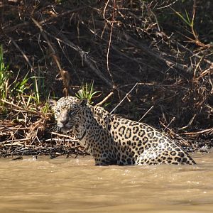 Jaguar (Panthera onca)