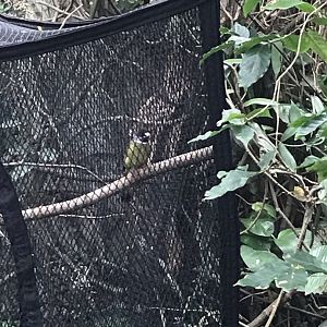 North Carolina Zoo: Bird ID