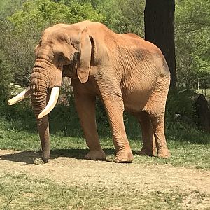 North Carolina Zoo: C'Sar