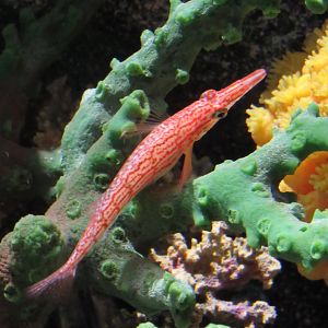 Longnose hawkfish