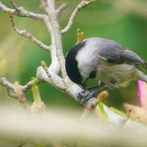 Carolina Chickadee