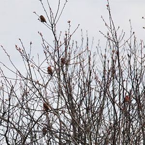 Common Crossbills, Thoresby Pit Top (Sherwood Forest), 11/04/2021