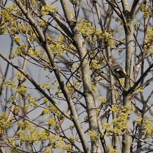 Two-barred Crossbill, Thoresby Pit Top (Sherwood Forest), 11/04/2021