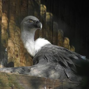 Eurasian Griffon Vulture - Zooparc de Beauval - 10/2016