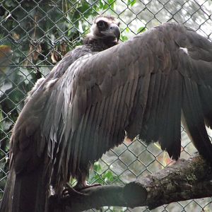 Cinereous Vulture - Zooparc de Beauval - 11/2016
