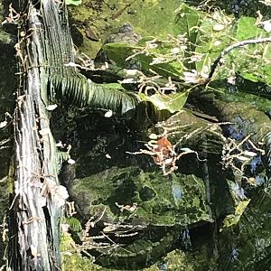 North Carolina Zoo: Alligator Snapping Turtle