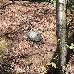 North Carolina Zoo: Wild Turtle
