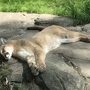 North Carolina Zoo: Sleeping Cougar