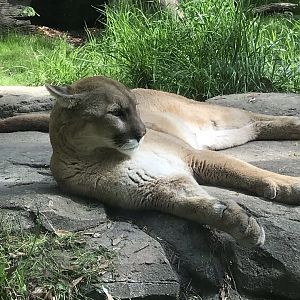 North Carolina Zoo: Cougar