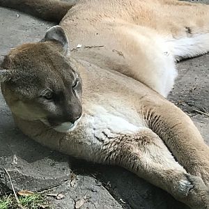 North Carolina Zoo: Cougar