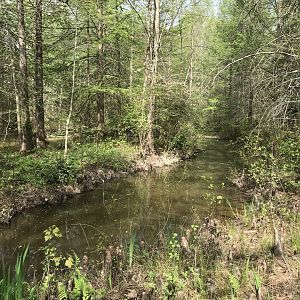 North Carolina Zoo: Cypress Swamp