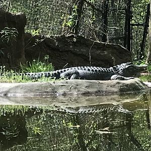 North Carolina Zoo: American Alligator