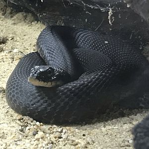 North Carolina Zoo: Melanistic Eastern Hognose Snake