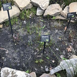 North Carolina Zoo: Carnivorous Plants