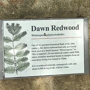 North Carolina Zoo: Dawn Redwood plaque