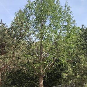 North Carolina Zoo: Dawn Redwood