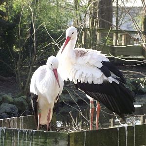 Pair of White Storks - Zooparc de Beauval - 01/2020
