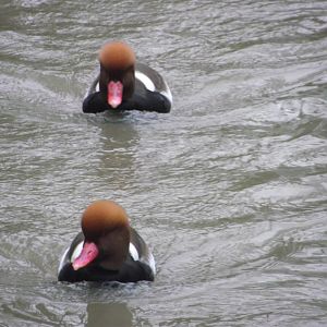 Red-crested Pochards - Zooparc de Beauval - 01/2018
