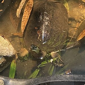 Black wood turtle (Rhinoclemmys funerea)