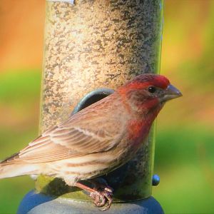House Finch