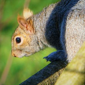 Eastern Gray Squirrel