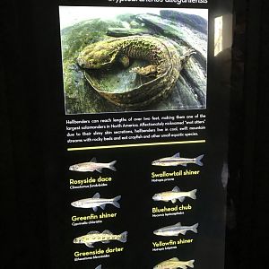 North Carolina Zoo: Hellbender Exhibit Sign