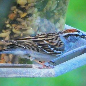 Eastern Chipping Sparrow