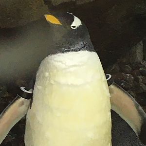 Gentoo Penguin