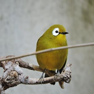 Broad-ringed white-eye [2016]