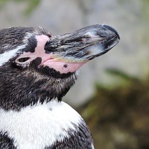 Humboldt penguin [2016]