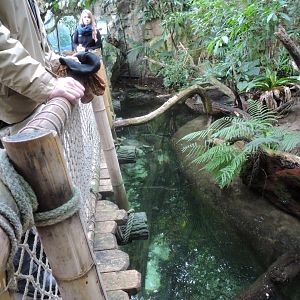Northern river terrapin exhibit [2016]