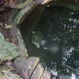 Northern river terrapin [2016]