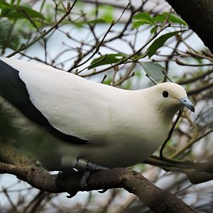 Pied imperial pigeon [2016]