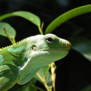 Lau banded iguana [2016]