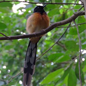 White-rumped shama [2016]