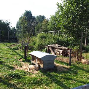 Ouessant sheep paddock, 2020-09-12