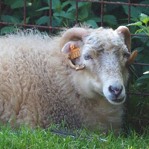 Ouessant sheep (Ovis aries), 2020-09-12